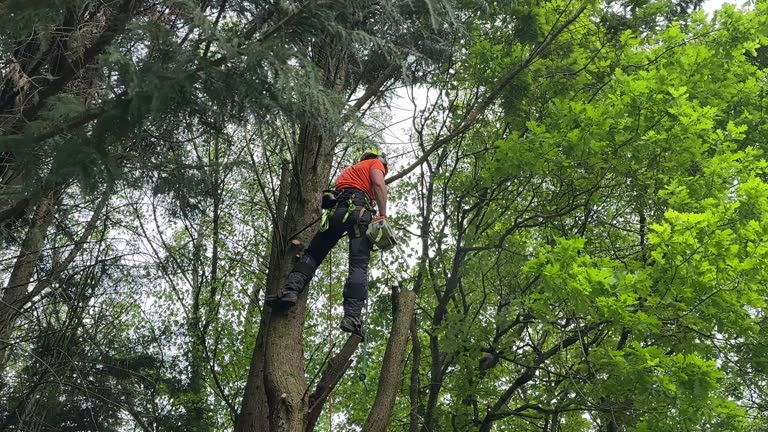 Best Leaf Removal  in Hershey, PA